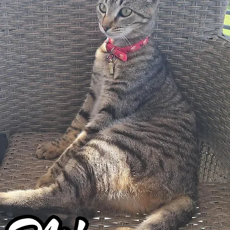 Apartament Wonderview Exclusive *